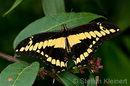 160 Koenigs-Page - Papilio thoas